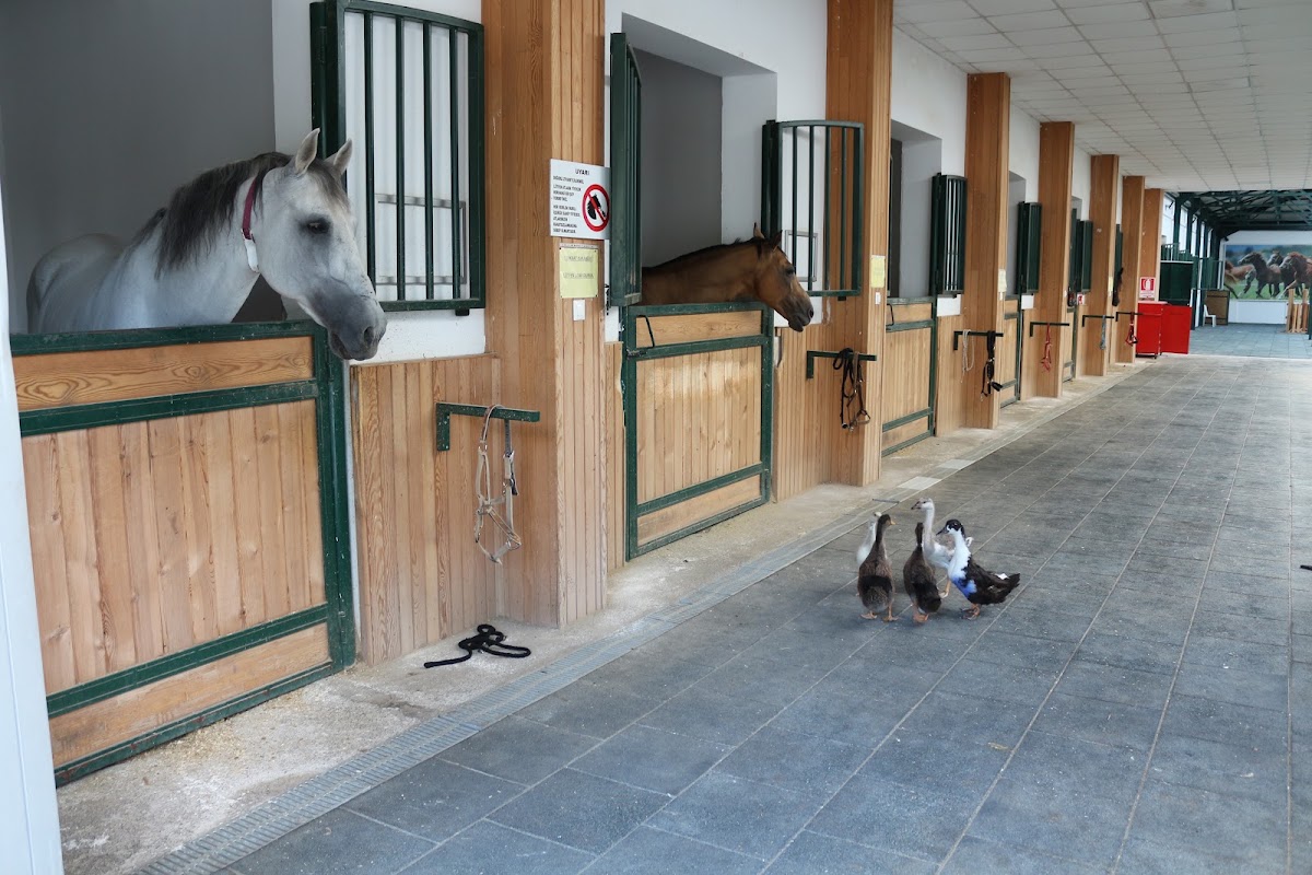 Ahal Teke Binicilik Tesisleri